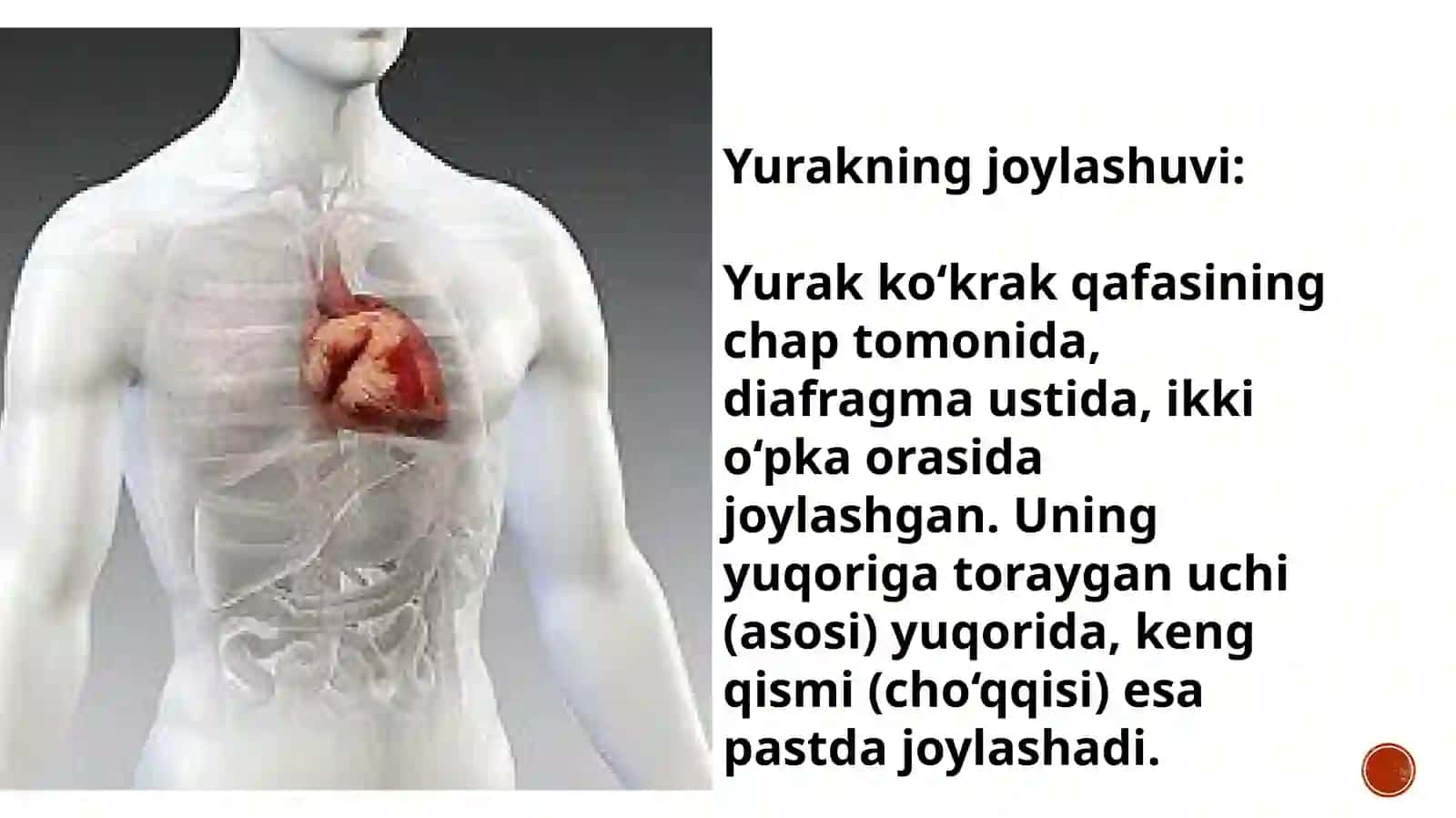 Yurakning morfofunktsional tavsifi 4