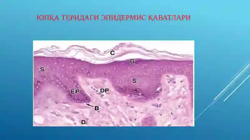 teri epidermiyasining tuzulishi 4