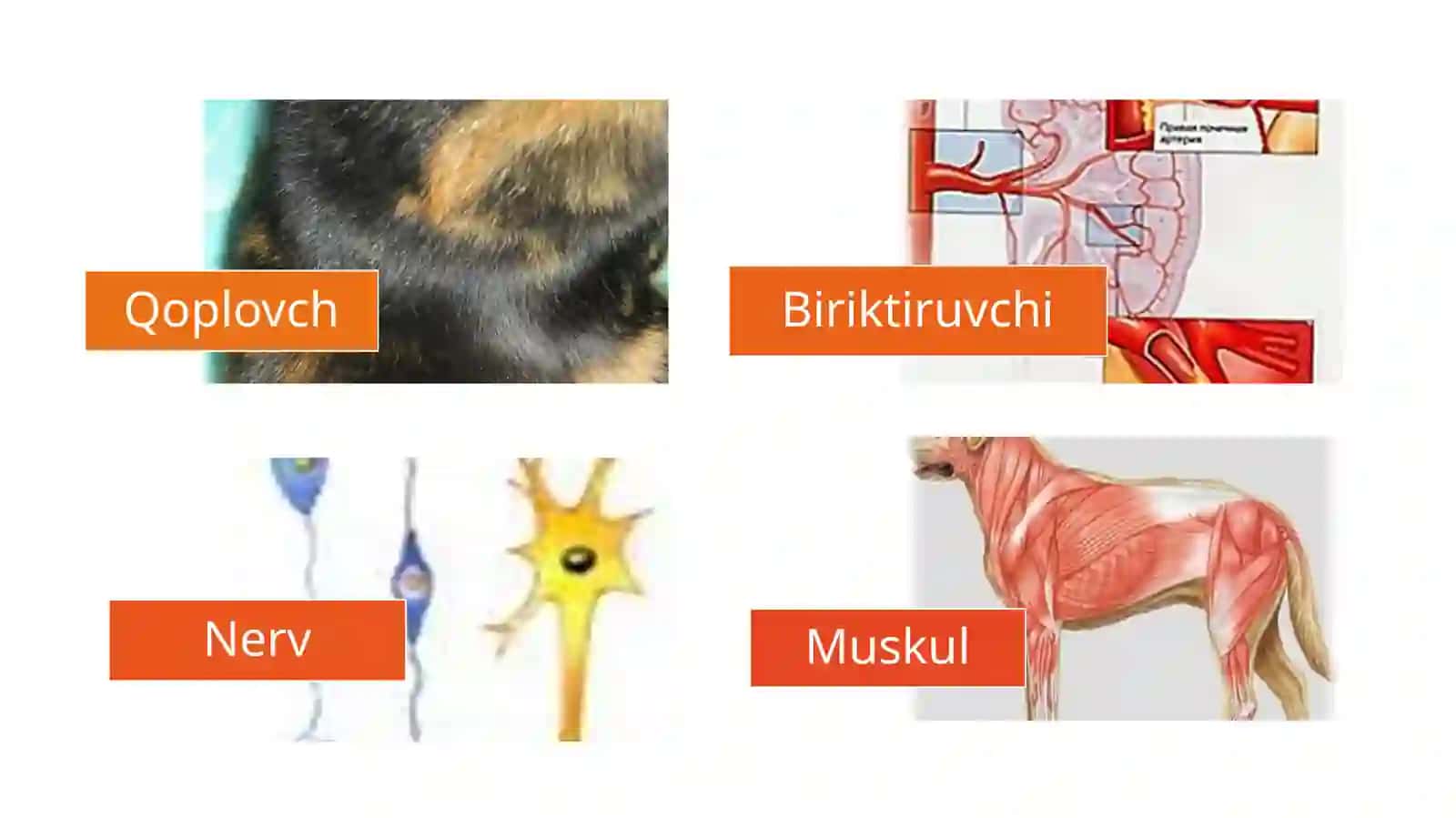 Hayvonotdunyosi 4