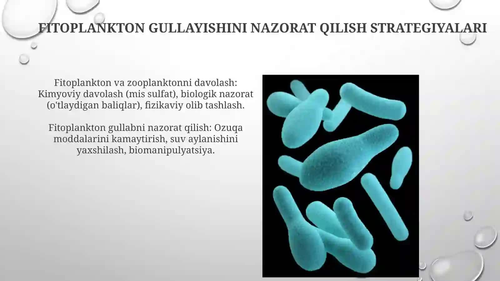 Periphyton Aniqlash Texnikalari 4