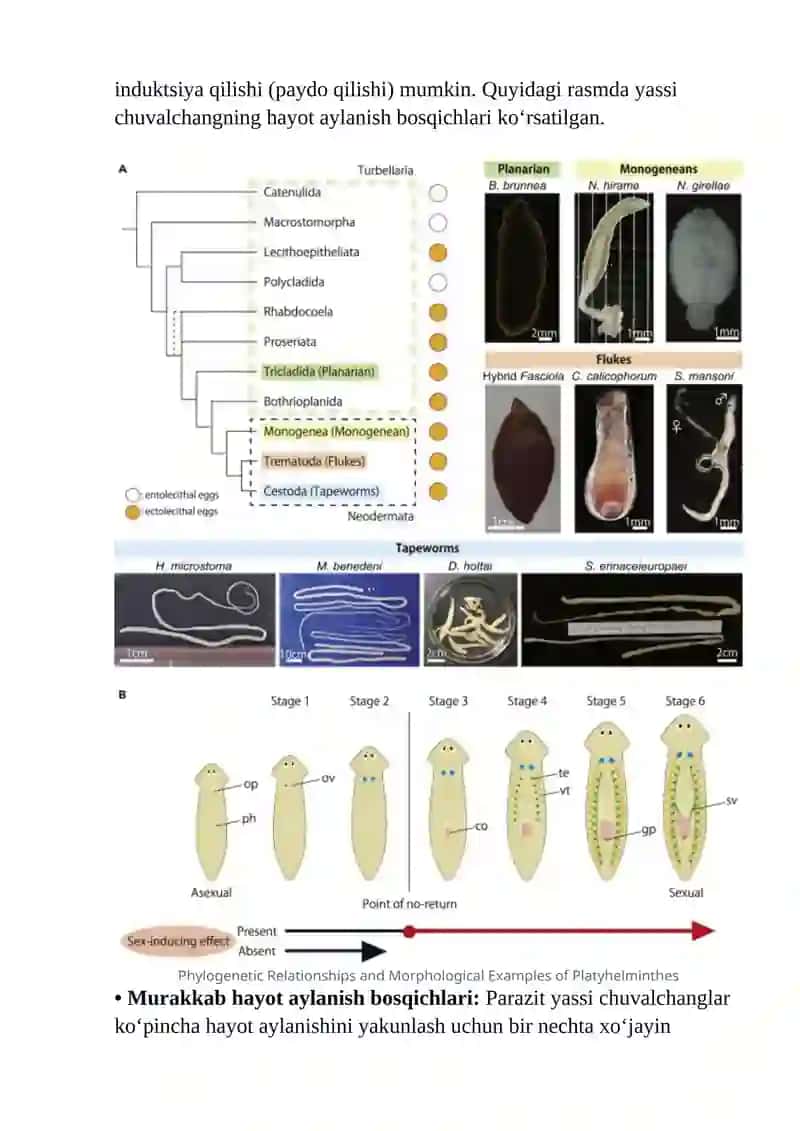 Tibbiyot Gelmintologiyasi 4