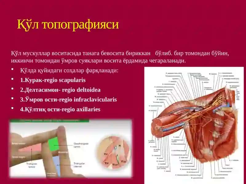 Қўл ва оёқнинг топографик анатомияси. Оператив хирургияси. 4