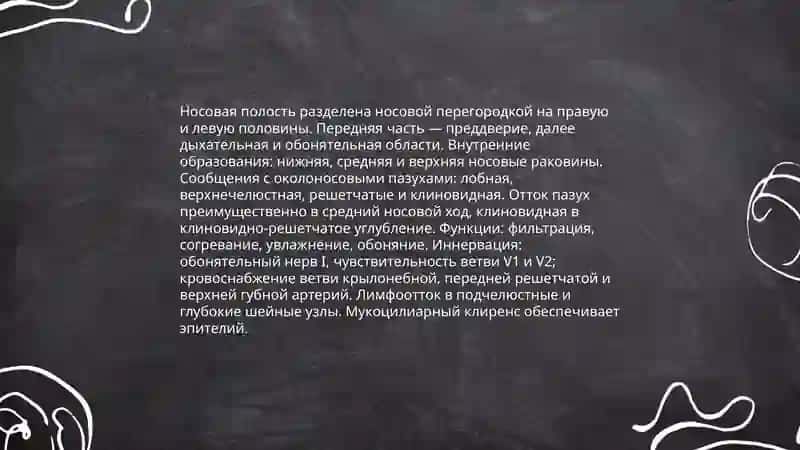 дыхателрая система 4