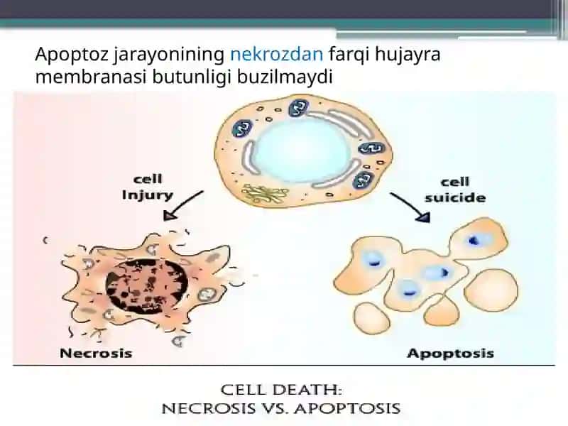 Apoptozmexanizmlari 4