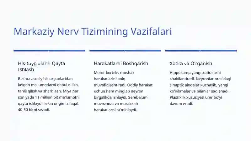 Nerv Tizimi: Hayotimizning Murakkab Aloqa Markazi 4