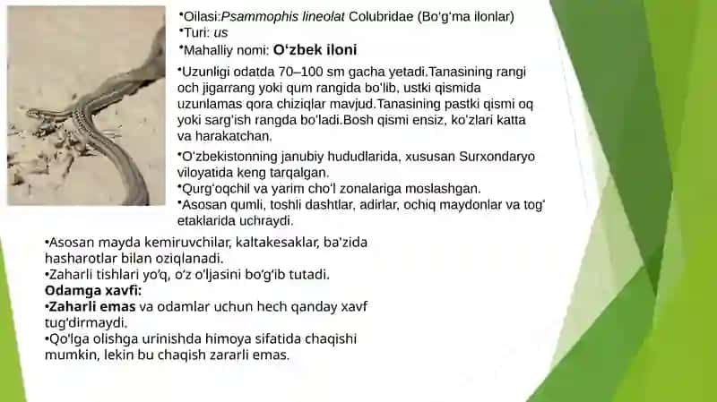 Surxondaryo viloyati sharoitida uchrovchi ilonlar 4