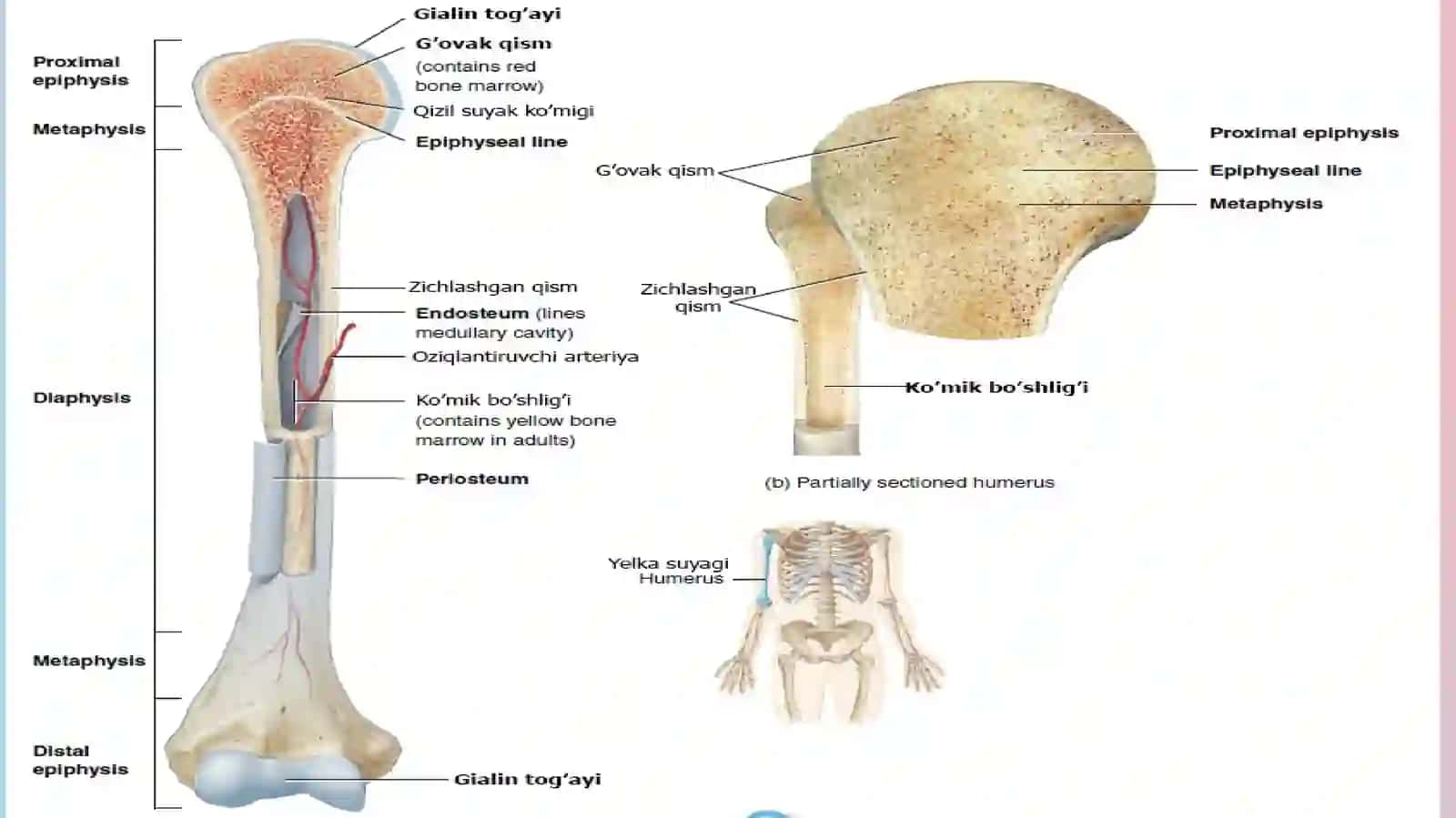 Suyak toʻqimasi gistologiyasi 4