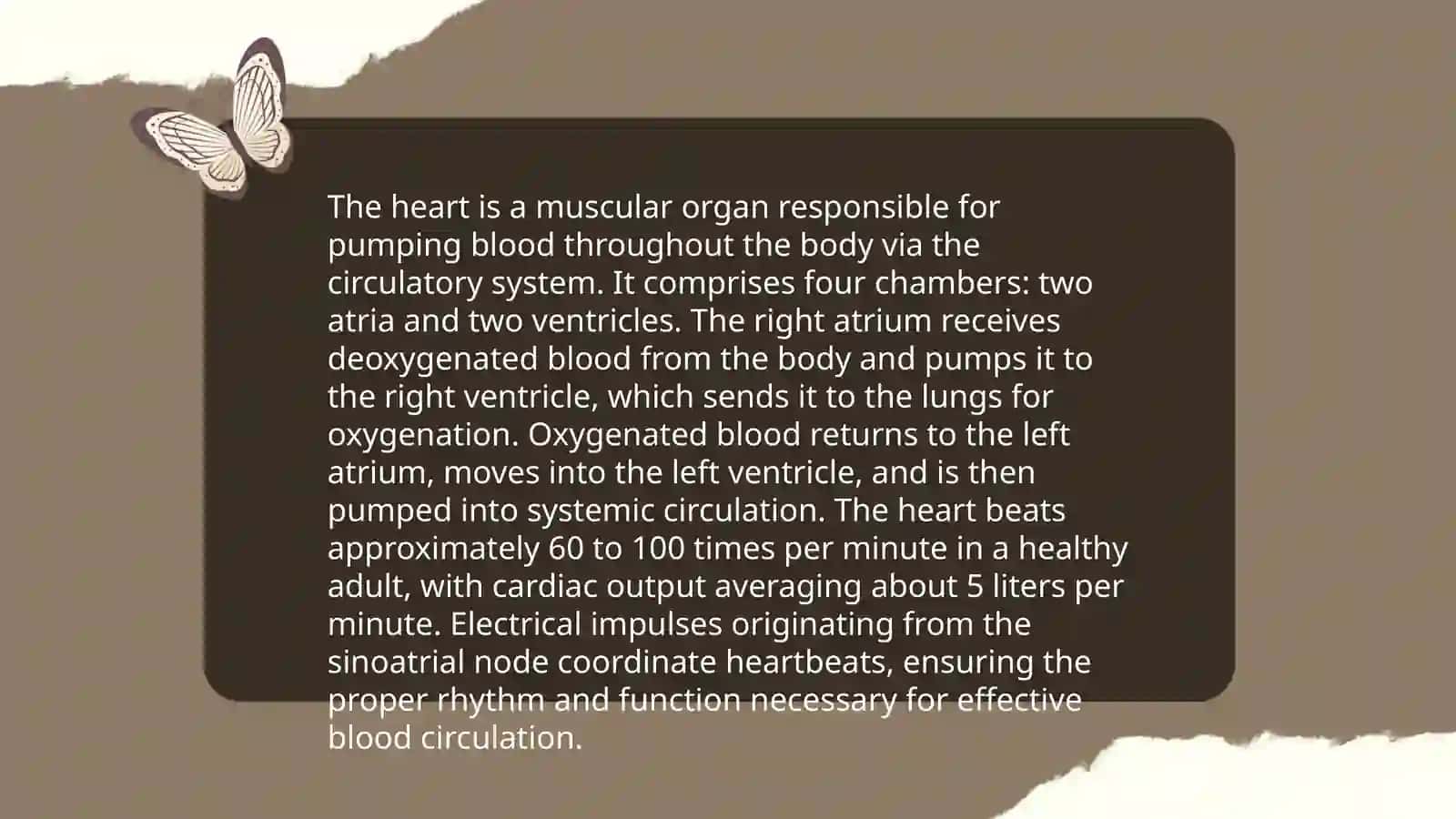 Heart Anatomy 4