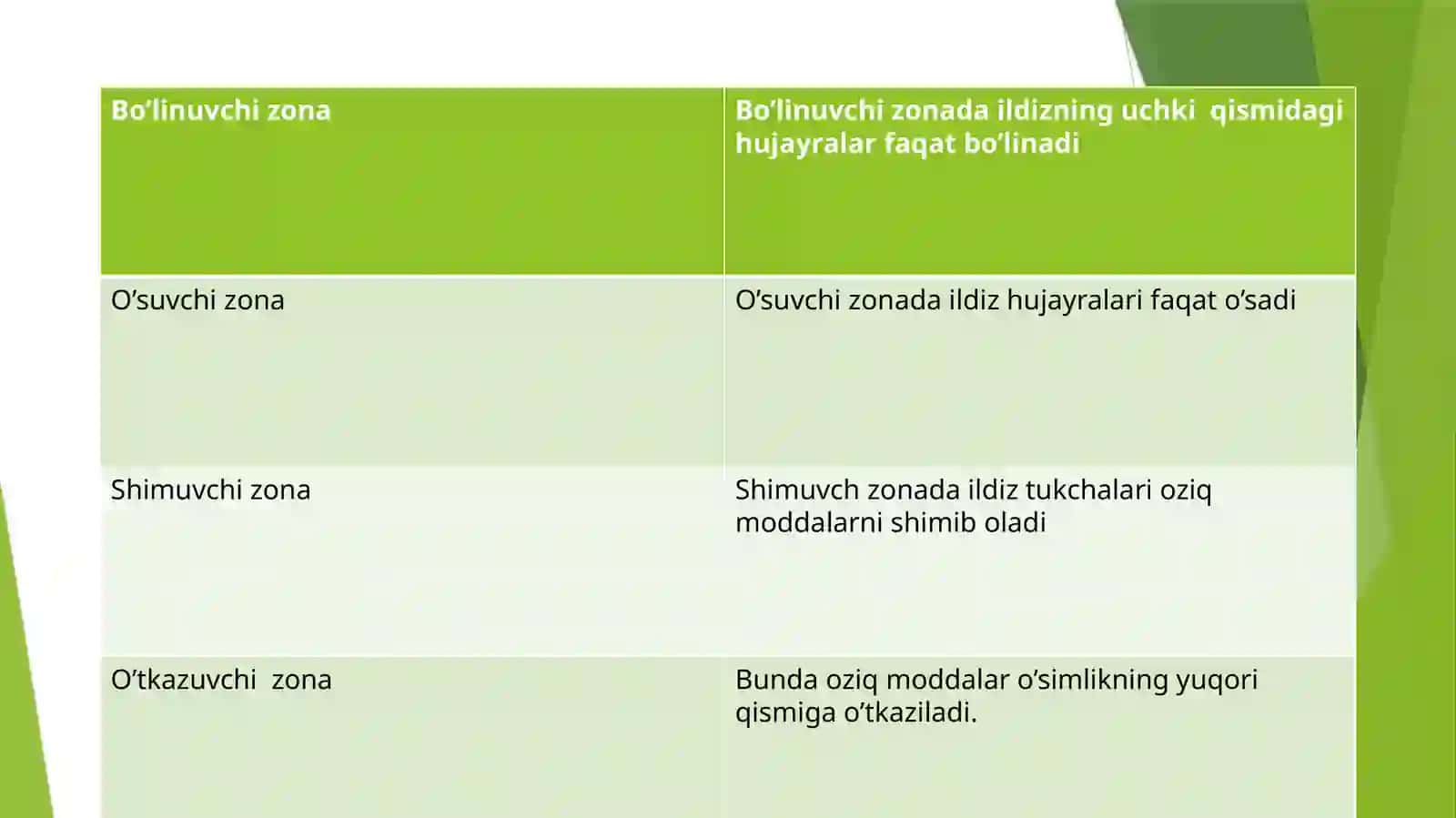 Ildiz morfologiyasi 4