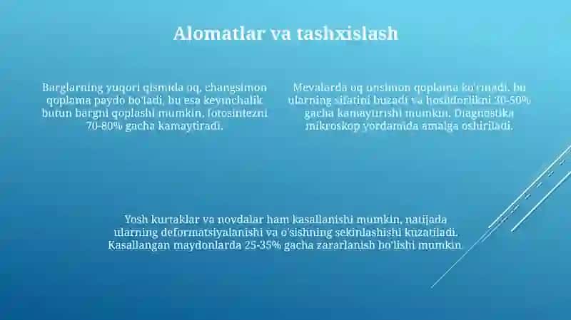 Tut daraxtida un shudring kasalligi 4