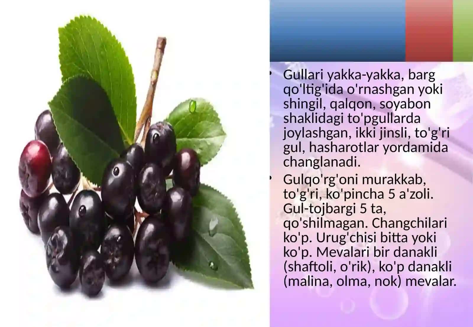 Ra’nodoshlar oilasining asosiy turkum va turlari 4