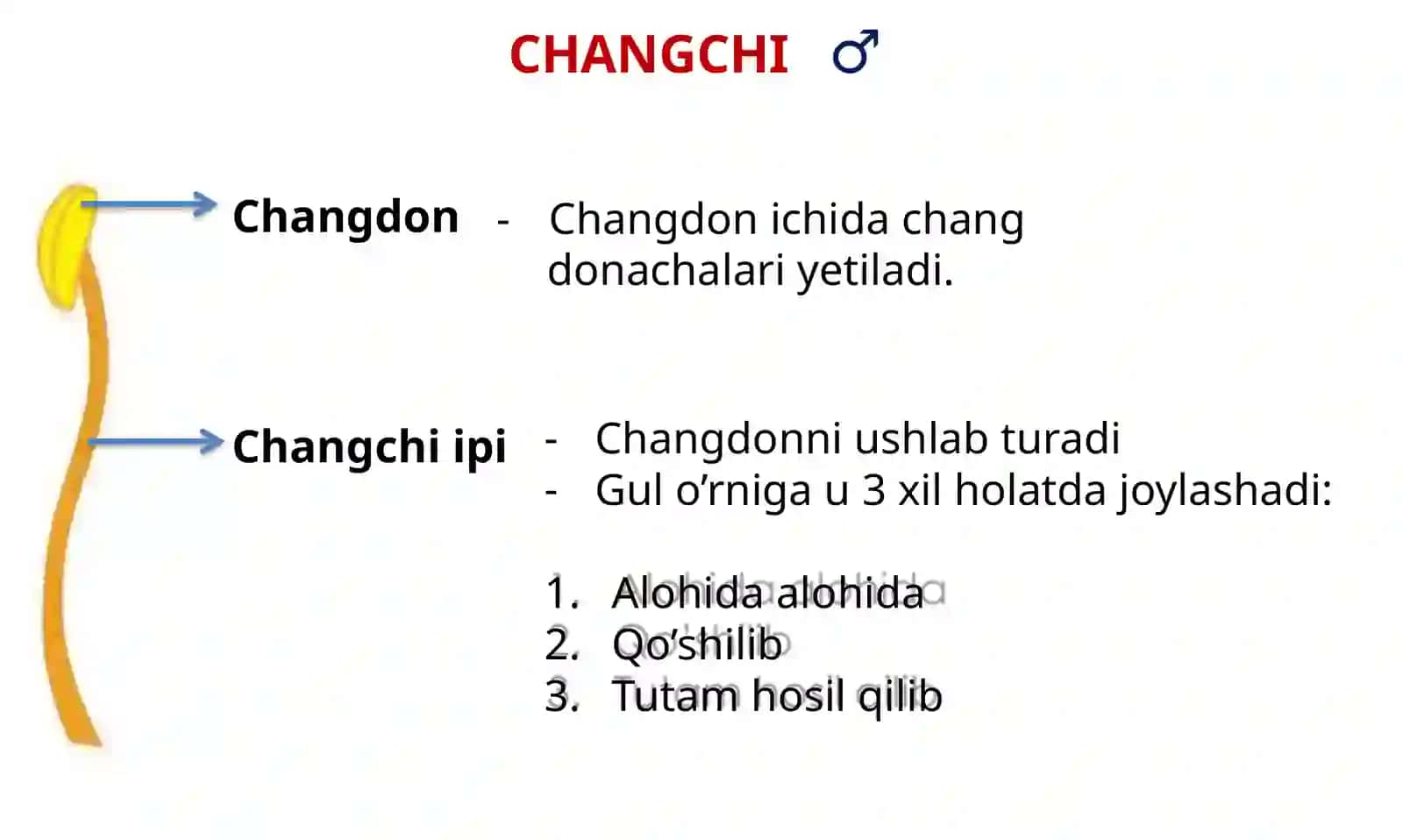 GENERATIV ORGANLAR (GUL) 4