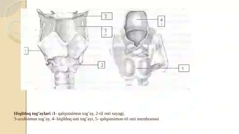 Hiqildoq 4