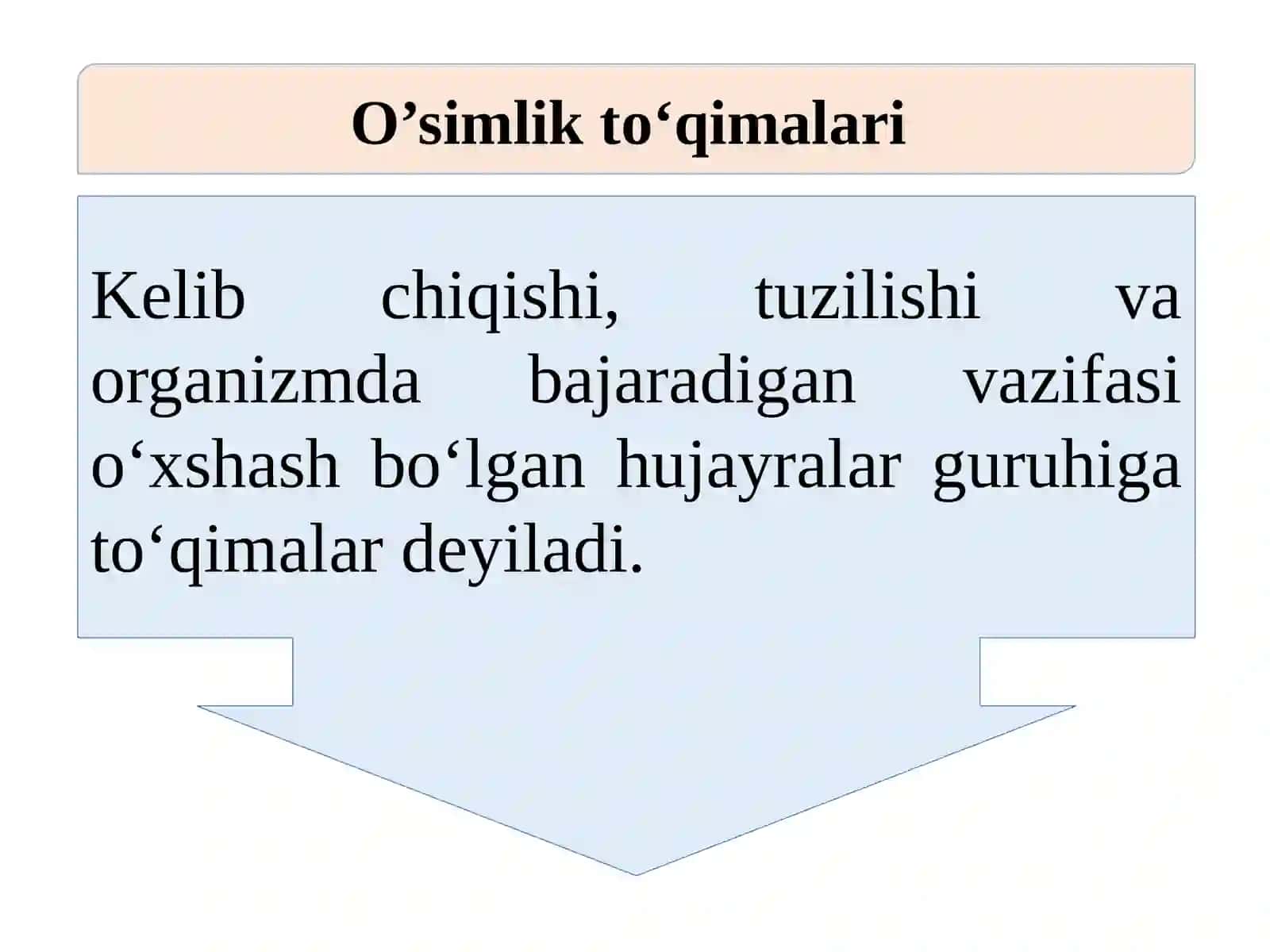 O’simlikto‘qimalari 4
