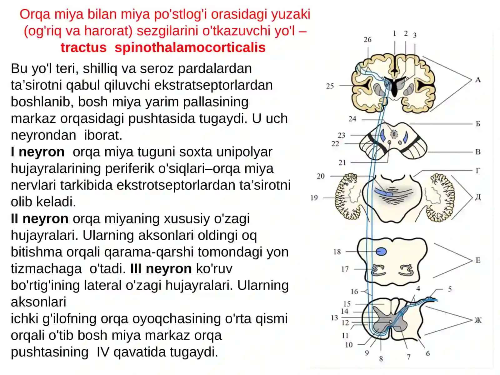 Bosh va orqa miyaning o'tkazuv yo'llari 4