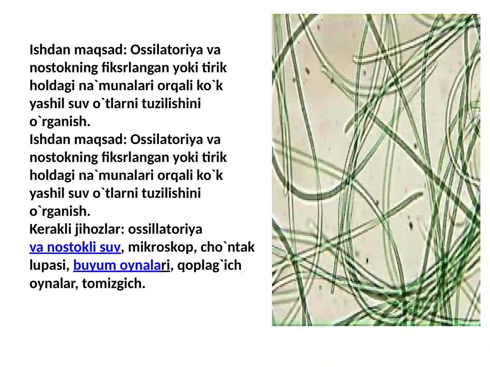Ko`k–yashilvaqizilsuvo`tlar 4