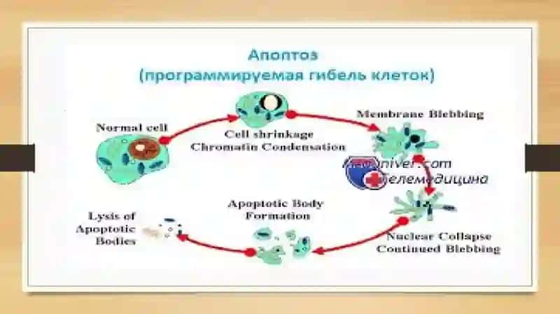 Apoptoz   haqida 4