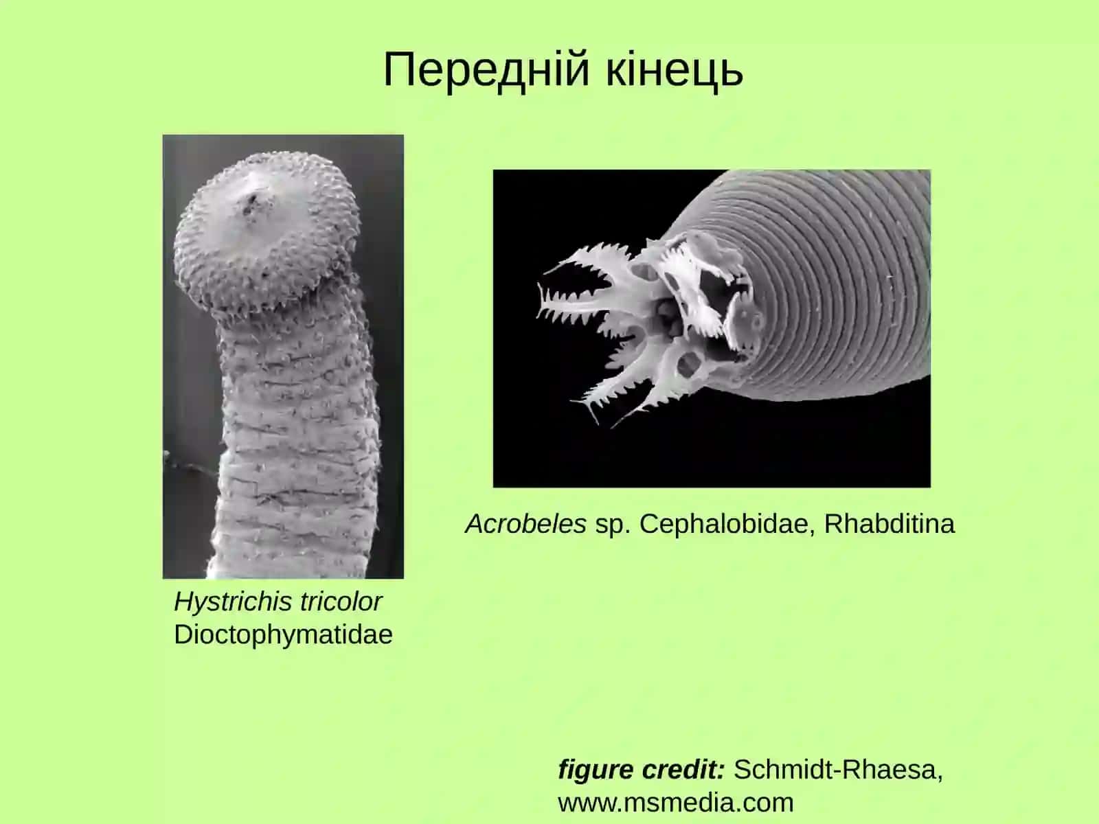 Nematoda 4
