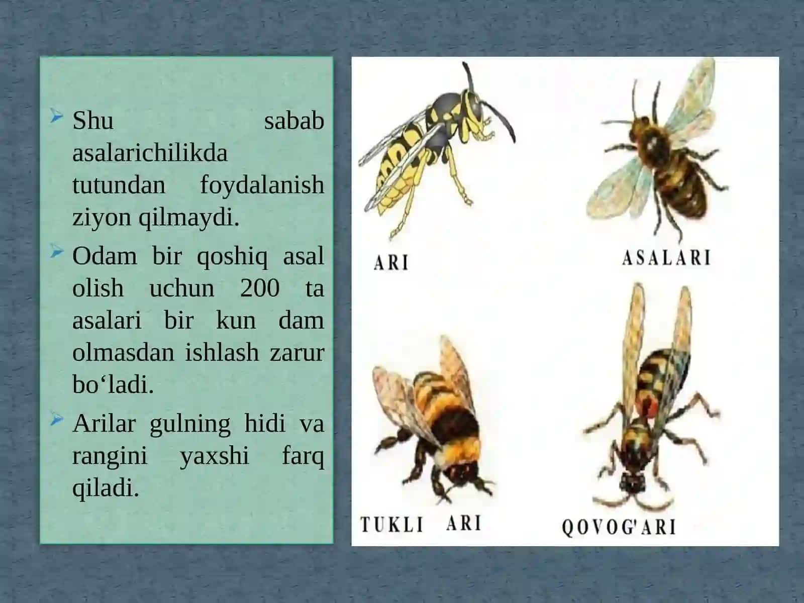 Asalarilarning hayot tarzi 4
