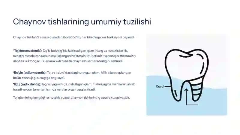 Doimiy tishlar tuzilishi 4