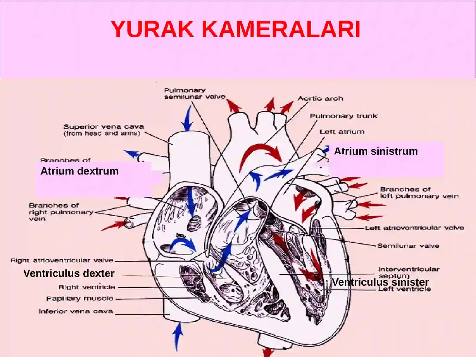 YURAK QON-TOMIR TIZIMI 4