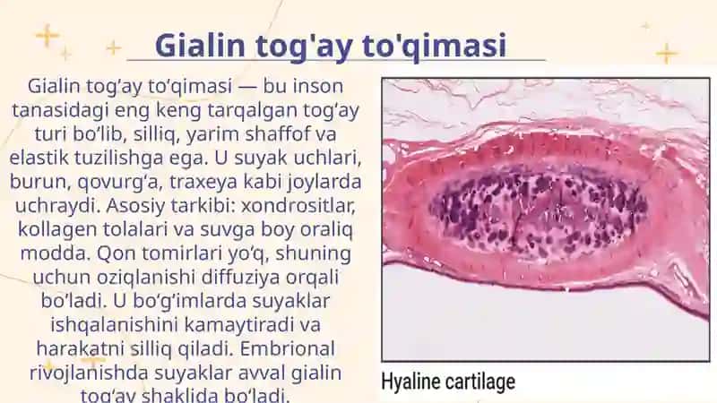 Tog`ayto`qimasi 4