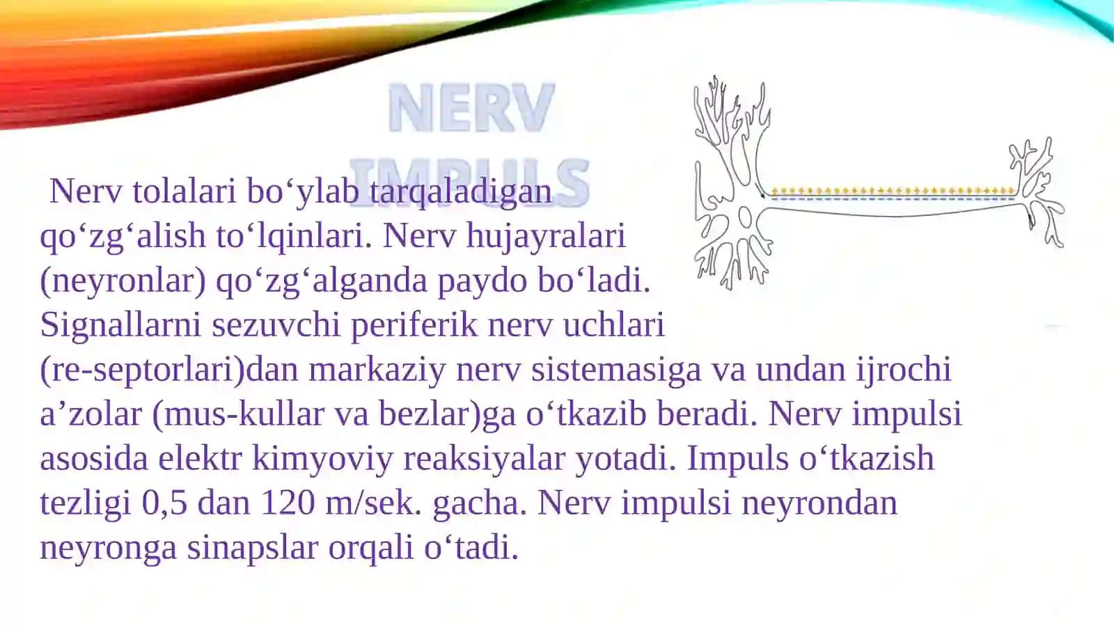 Nayron impulslarining o'tish mexanizmlari 4