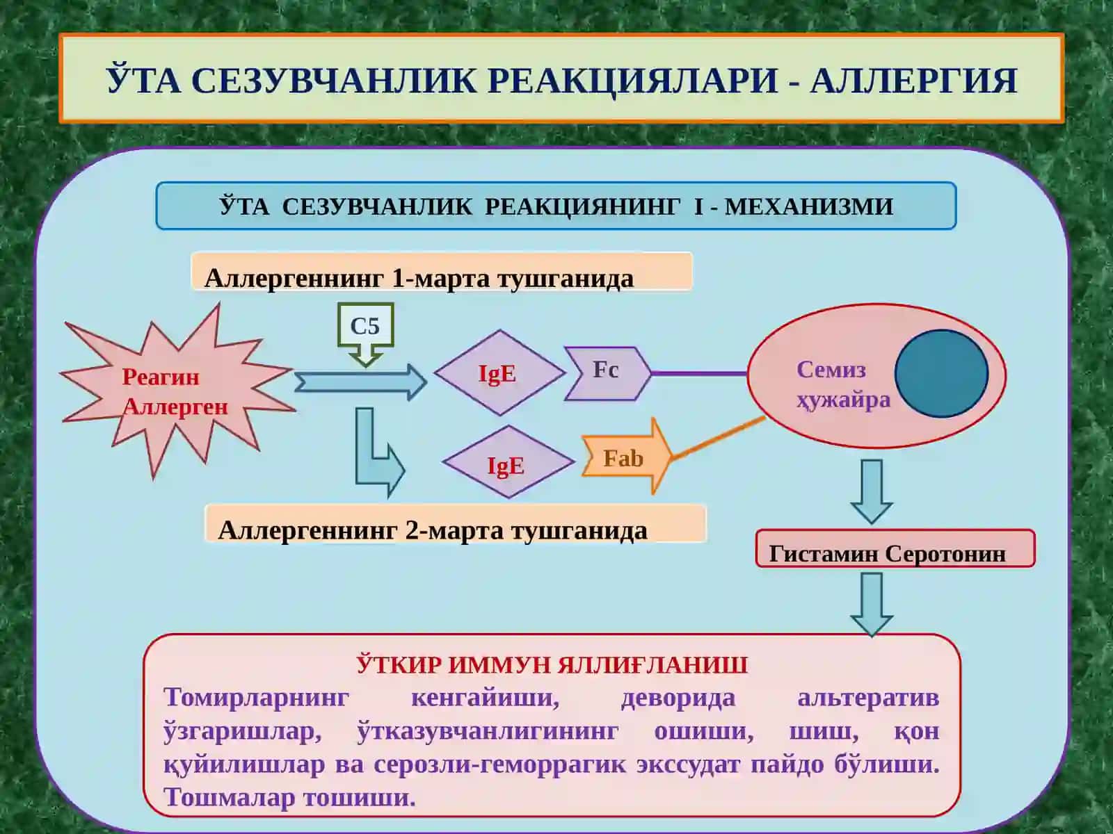 ИММУНОГЕНЕЗНИНГ СХЕМАТИК ТАСВИРИ 4