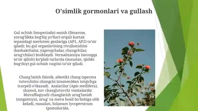 Oʻsimliklarning gullashi va changlanishi 4