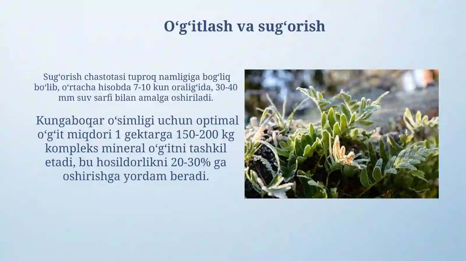 Kungaboqar oʻsimligi 4