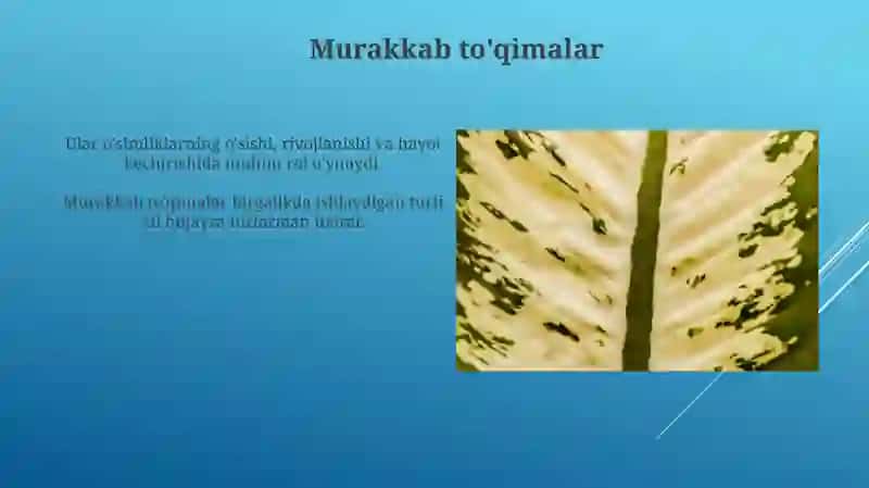O'simlik to'qimalari 4