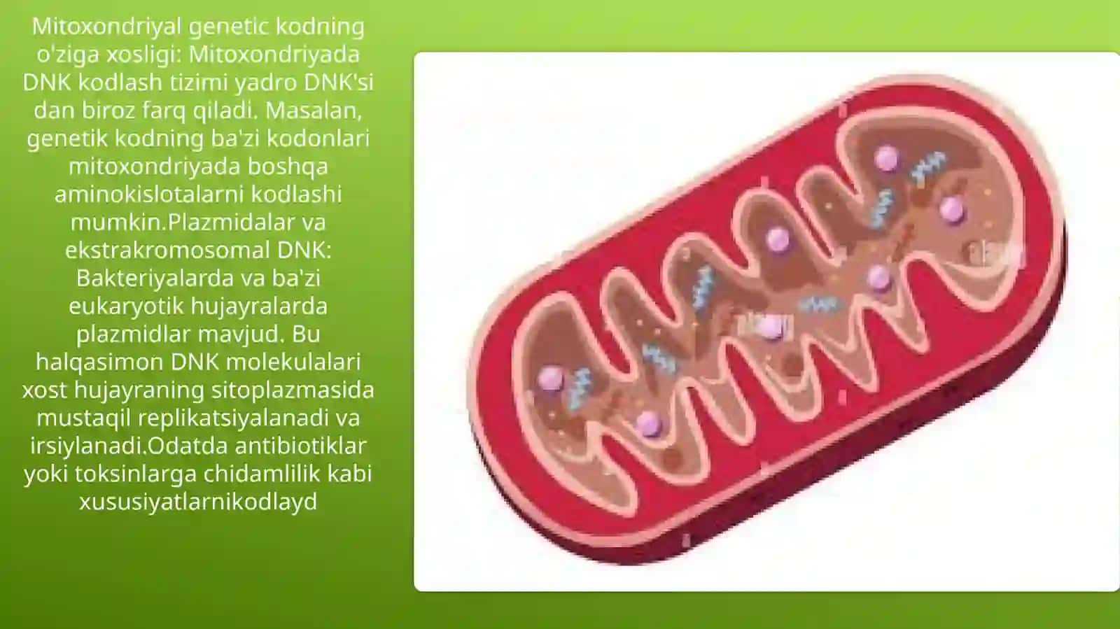 Sitoplazmatik irsiylanish va mutatsiyalar 4