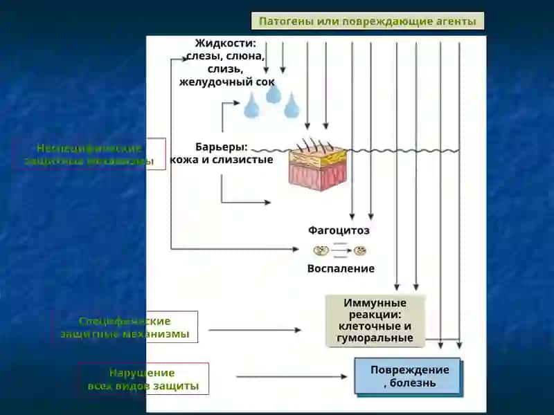 Патофизиология воспаления 4