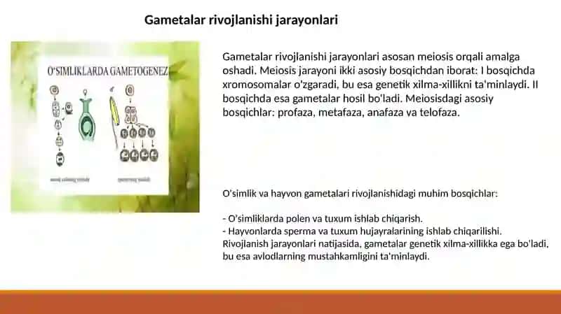 O'simlik va hayvon gametalarining rivojlanishi 4