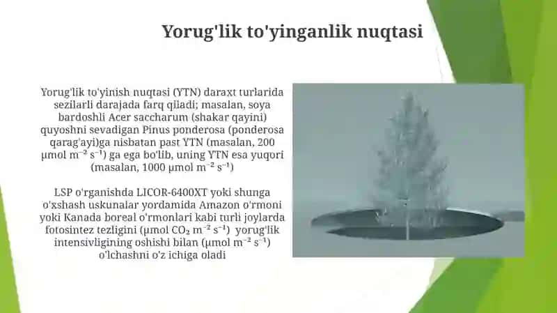Daraxt turlarini yorugʻlikka munosabatini oʻrganish 4