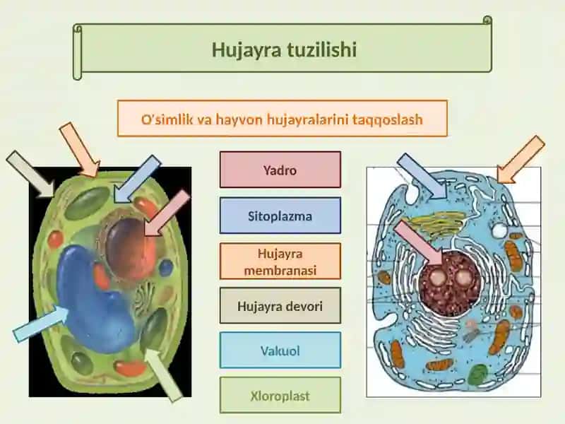 Hujayra tuzilishi 4