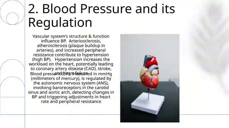 Heart and a vascular system 4