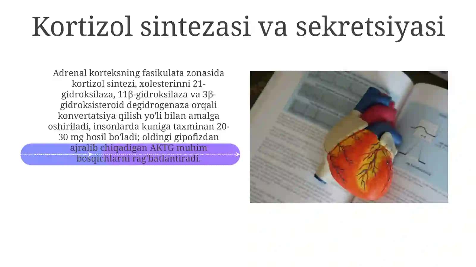 Buyrak usti bezining korteks gormonlari 4