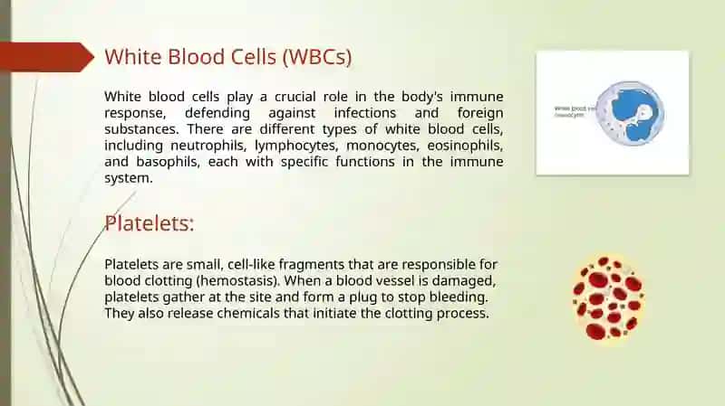 Circulation of blood 4