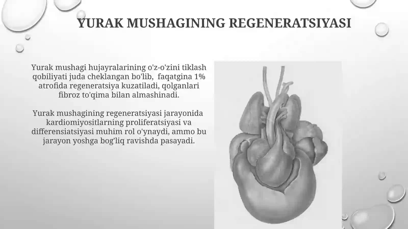 Yurak mushagi reaksiyasi 4
