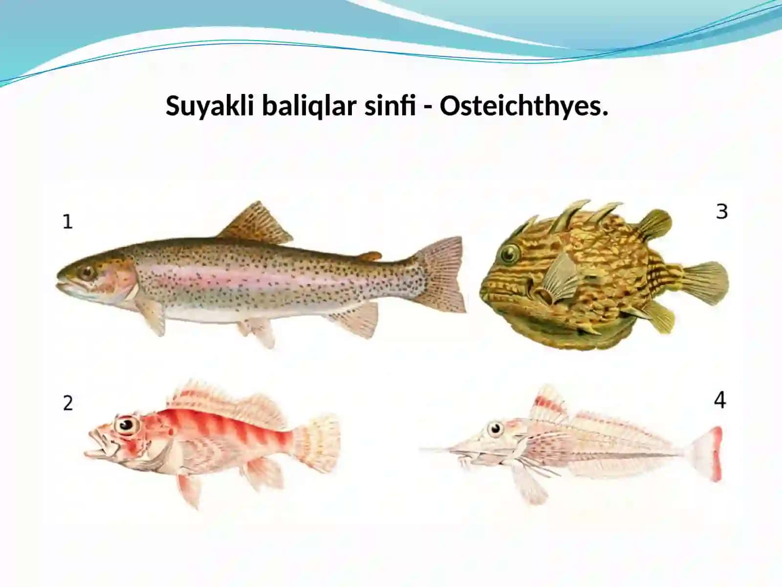 Osteichthyes 4