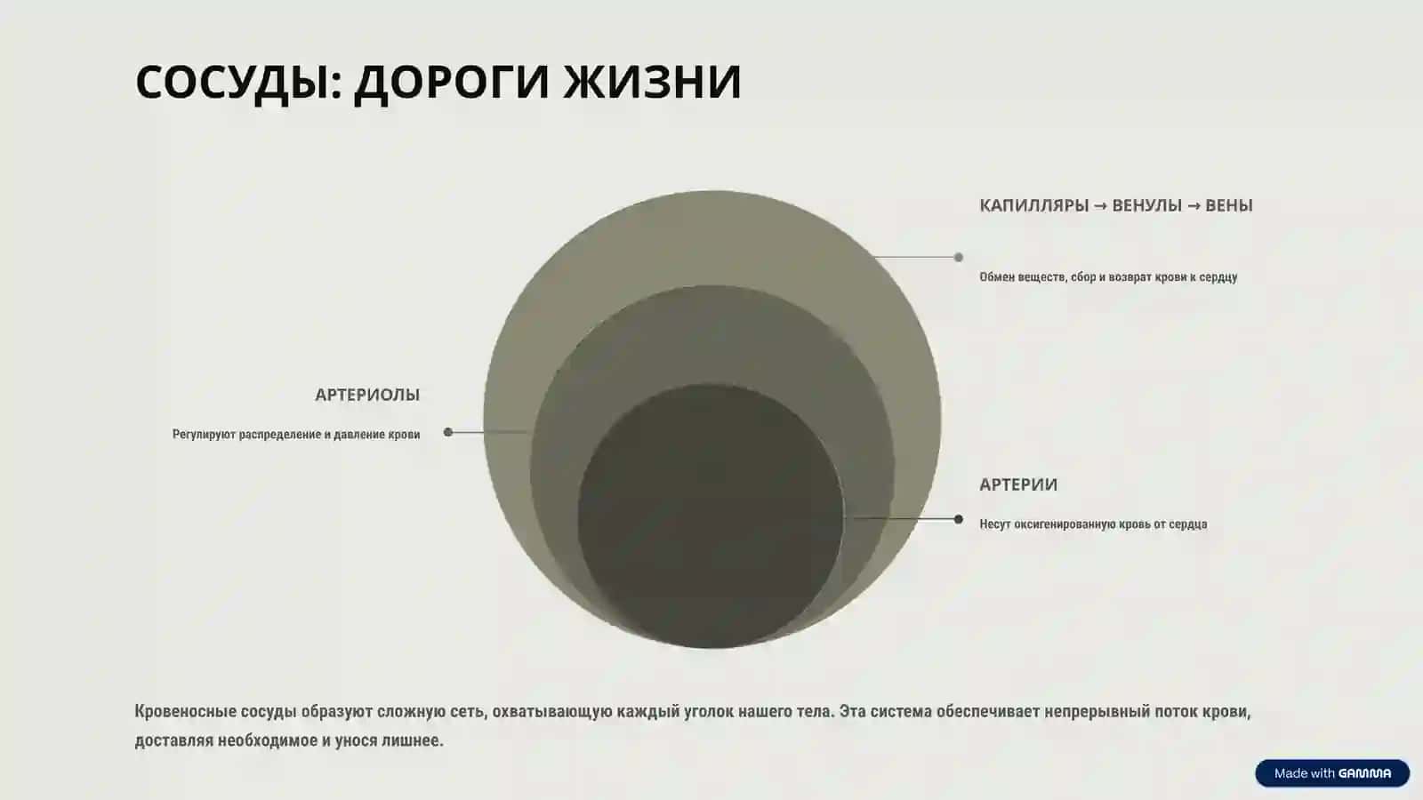 ЗАГАДКИ КРОВООБРАЩЕНИЯ: ПУТЕШЕСТВИЕ ПО ЖИЗНИ 4