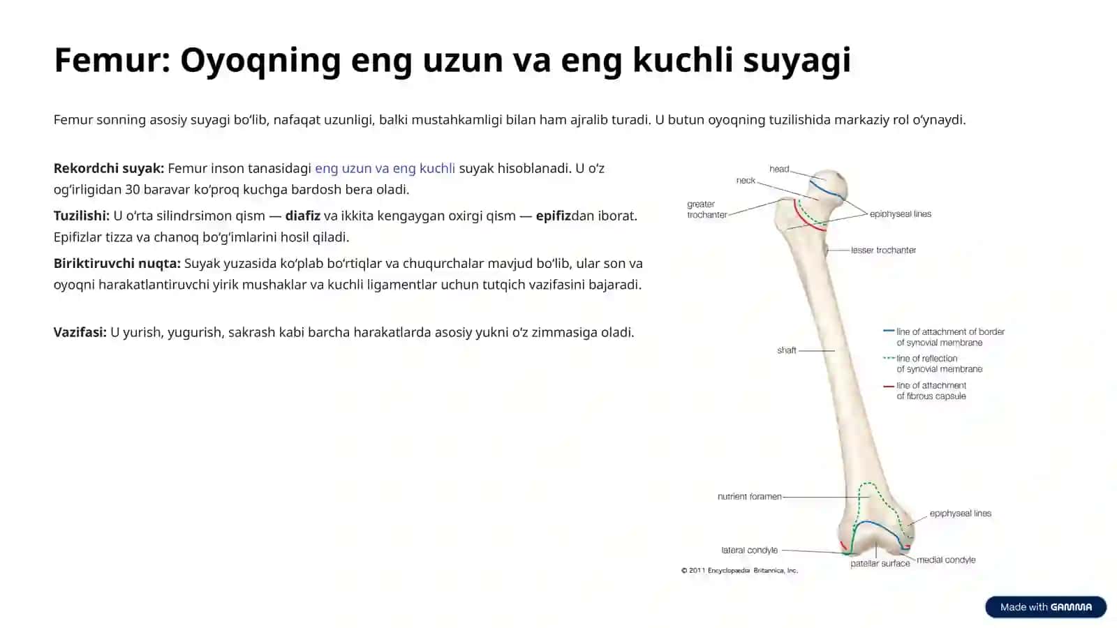 Oyoqning Suyaklari Anatomiyasi 4