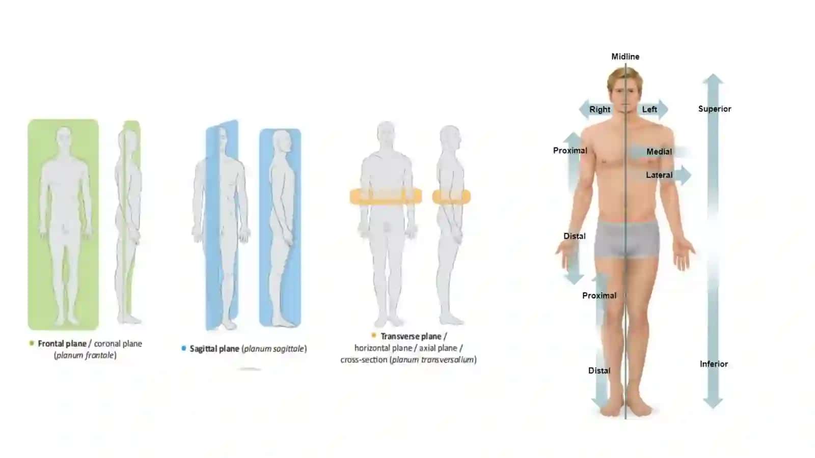 Anatomiyaga kirish. Osteologiya. 4