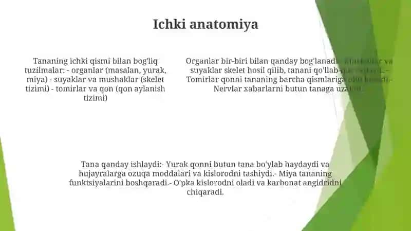 Chayonlar Ichki Tuzilishi 4