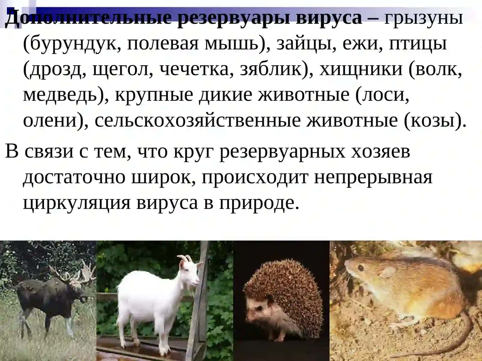ЛАЙМ-БОРРЕЛЛИОЗ 4
