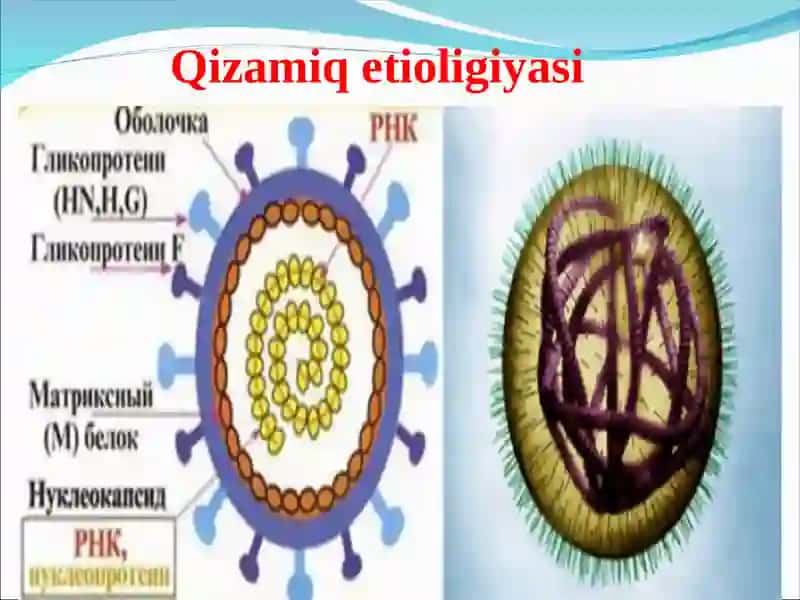 Qizamiq, qizilcha 4
