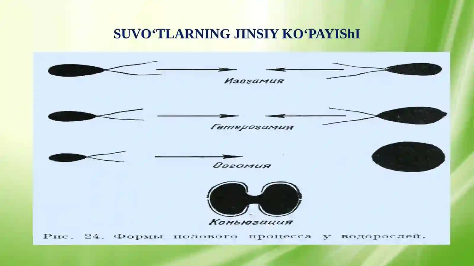 Yashil suvo‘tlari bo‘limi 4