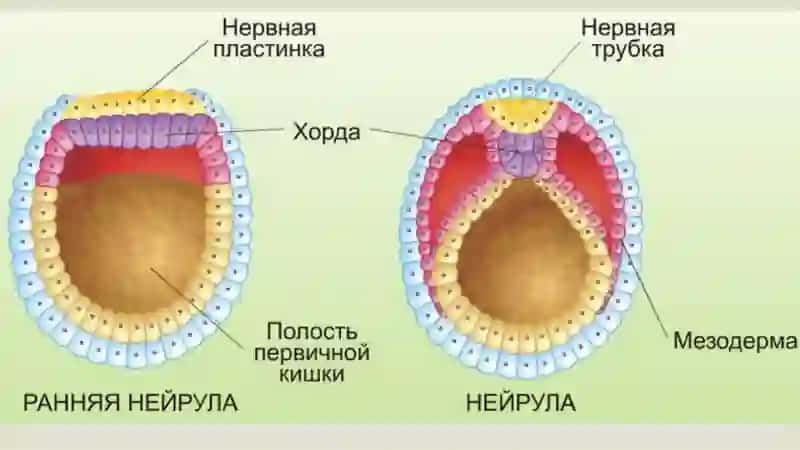 Нейруляция 4