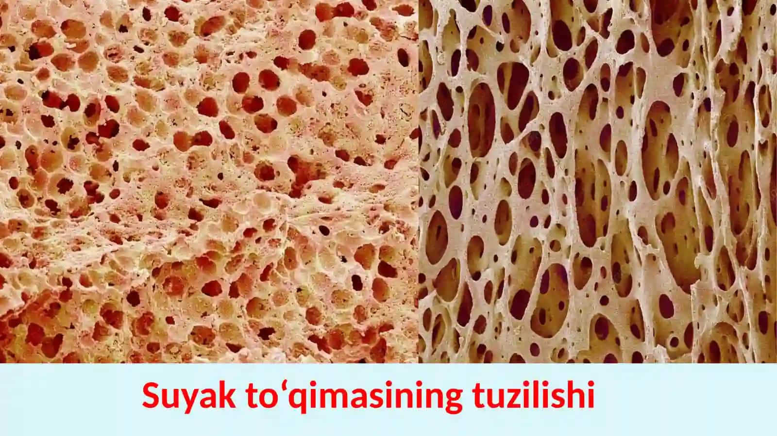 SUYAK TO’QIMASI 4